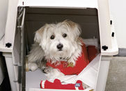 Lufthansa pets cheap