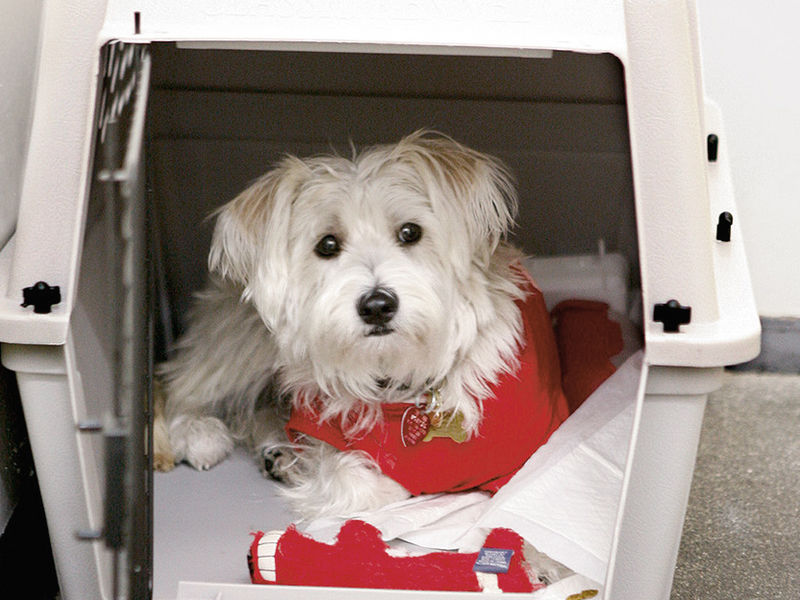 Lufthansa dog transport 2025