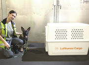 Lufthansa dog sales